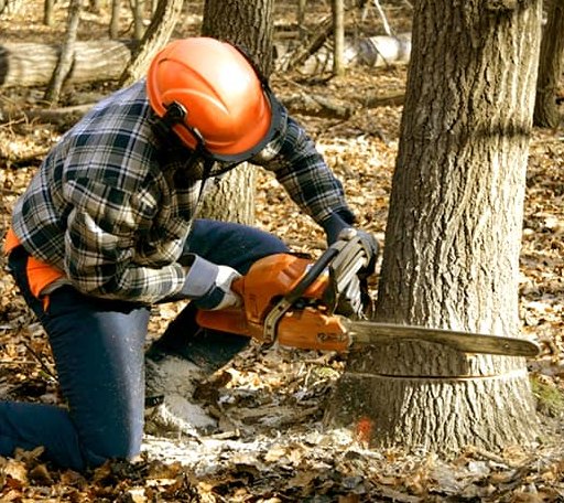 Tree Removal in Sherborn, MA